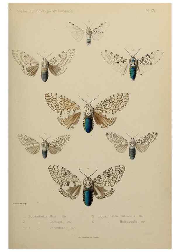 Reproducción/Reproduction 9604577259: Études d'entomologie :. Rennes :Imprimerie Oberthür,[1876]-1902.