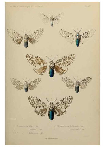 Reproducción/Reproduction 9604577259: Études d'entomologie :. Rennes :Imprimerie Oberthür,[1876]-1902.