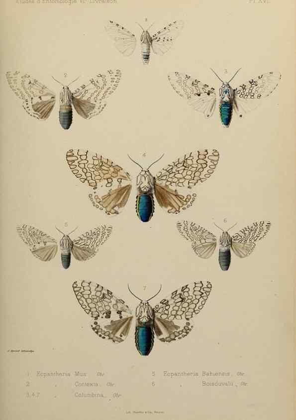 Reproducción/Reproduction 9604577259: Études d'entomologie :. Rennes :Imprimerie Oberthür,[1876]-1902.