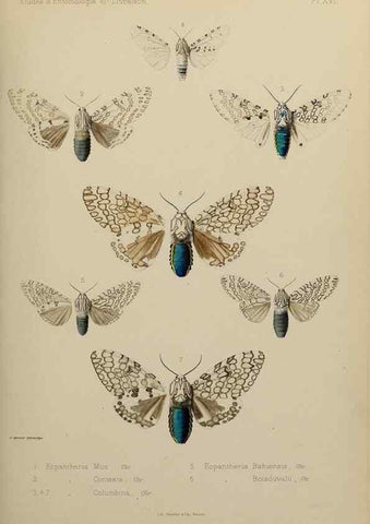 Reproducción/Reproduction 9604577259: Études d'entomologie :. Rennes :Imprimerie Oberthür,[1876]-1902.