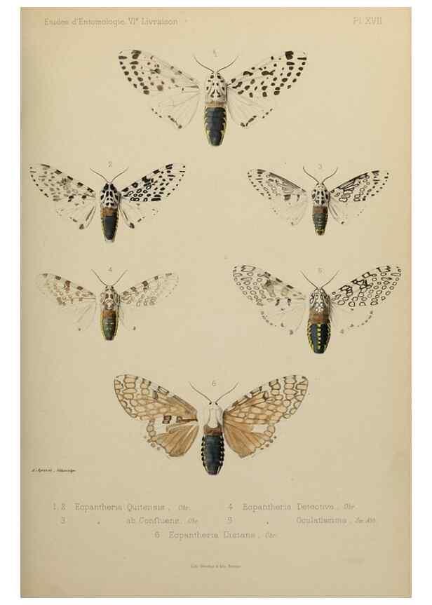 Reproducción/Reproduction 9604578135: Études d'entomologie :. Rennes :Imprimerie Oberthür,[1876]-1902.