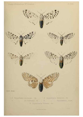 Reproducción/Reproduction 9604578135: Études d'entomologie :. Rennes :Imprimerie Oberthür,[1876]-1902.