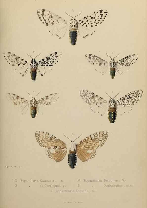 Reproducción/Reproduction 9604578135: Études d'entomologie :. Rennes :Imprimerie Oberthür,[1876]-1902.