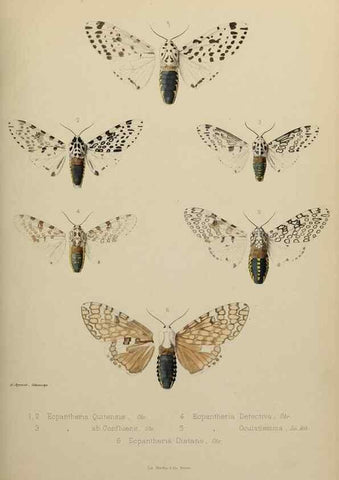 Reproducción/Reproduction 9604578135: Études d'entomologie :. Rennes :Imprimerie Oberthür,[1876]-1902.