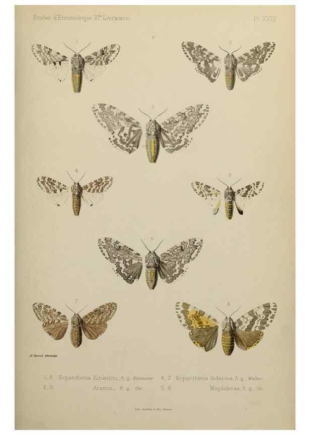 Reproducción/Reproduction 9604578869: Études d'entomologie :. Rennes :Imprimerie Oberthür,[1876]-1902.