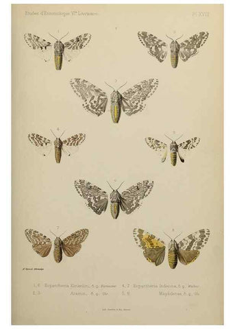 Reproducción/Reproduction 9604578869: Études d'entomologie :. Rennes :Imprimerie Oberthür,[1876]-1902.