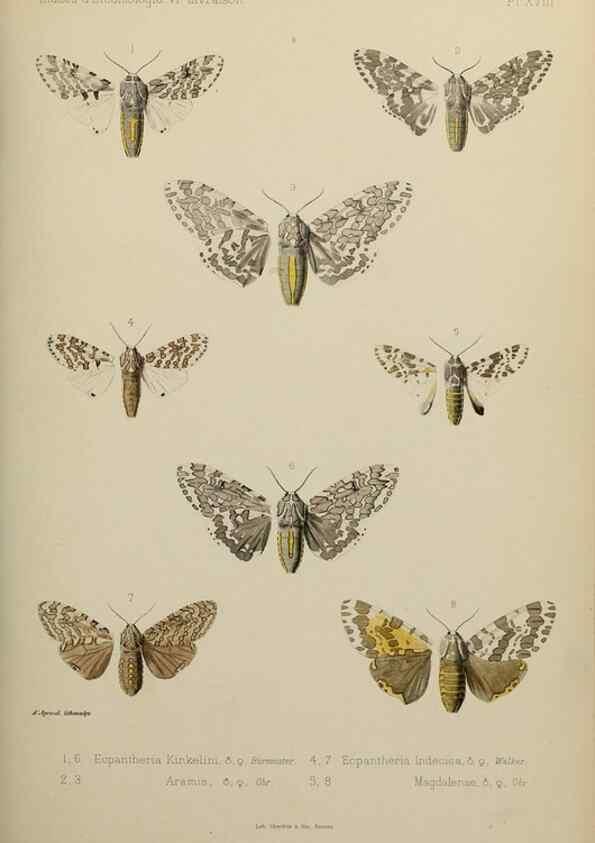 Reproducción/Reproduction 9604578869: Études d'entomologie :. Rennes :Imprimerie Oberthür,[1876]-1902.