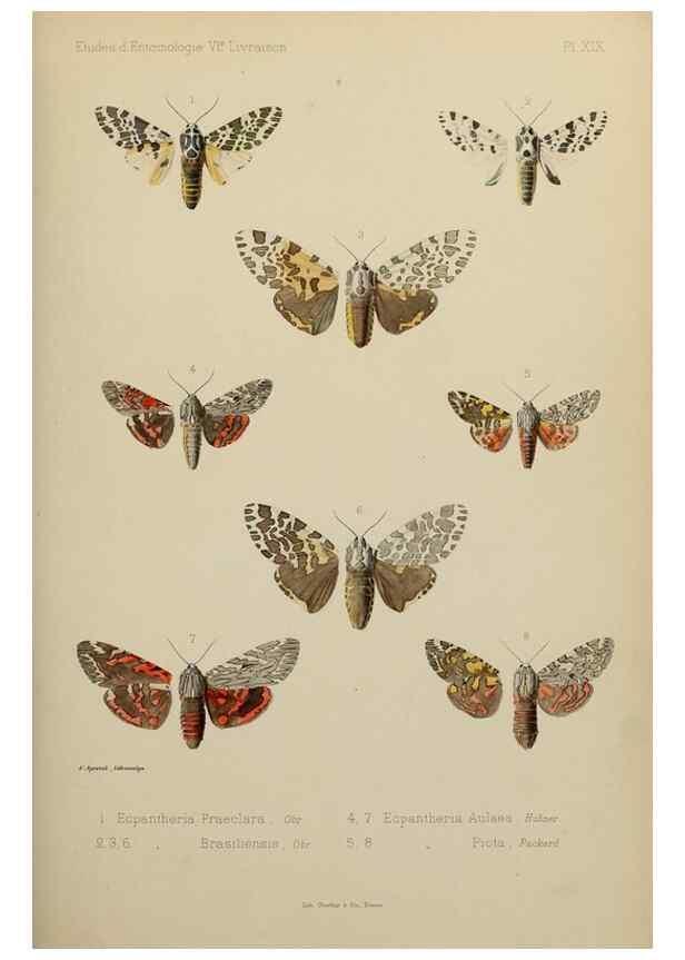 Reproducción/Reproduction 9607814482: Études d'entomologie :. Rennes :Imprimerie Oberthür,[1876]-1902.