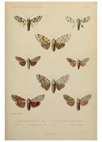 Reproducción/Reproduction 9607814482: Études d'entomologie :. Rennes :Imprimerie Oberthür,[1876]-1902.