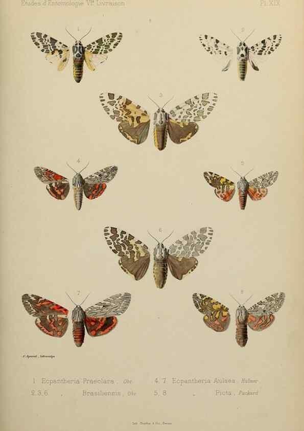 Reproducción/Reproduction 9607814482: Études d'entomologie :. Rennes :Imprimerie Oberthür,[1876]-1902.