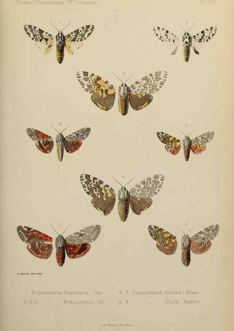 Reproducción/Reproduction 9607814482: Études d'entomologie :. Rennes :Imprimerie Oberthür,[1876]-1902.