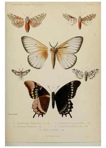 Reproducción/Reproduction 9607815314: Études d'entomologie :. Rennes :Imprimerie Oberthür,[1876]-1902.
