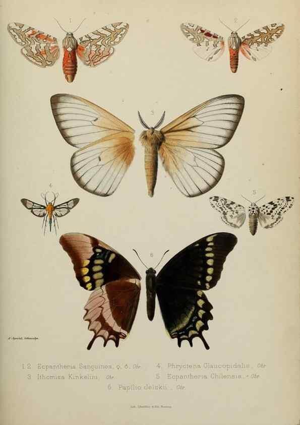 Reproducción/Reproduction 9607815314: Études d'entomologie :. Rennes :Imprimerie Oberthür,[1876]-1902.