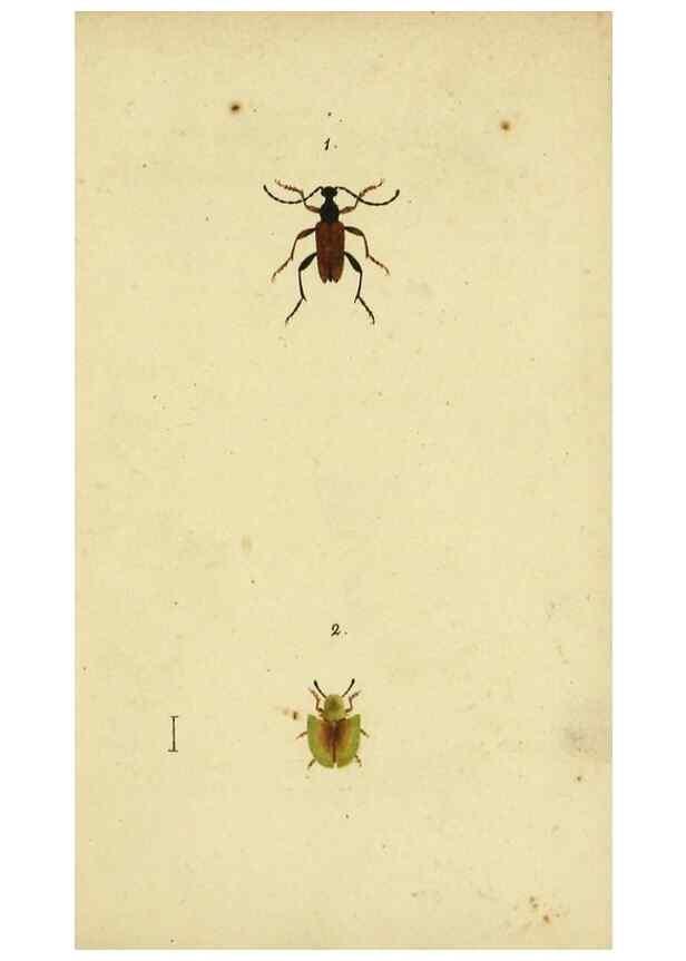 Reproducción/Reproduction 9604683287: Symbola faunae insectorum Helvetiae exhibentia vel species novas vel nondum depictas.. Basileae,typ. J. Georgii Neukirch,1822.