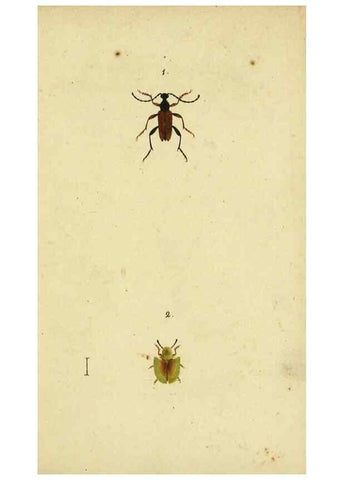 Reproducción/Reproduction 9604683287: Symbola faunae insectorum Helvetiae exhibentia vel species novas vel nondum depictas.. Basileae,typ. J. Georgii Neukirch,1822.
