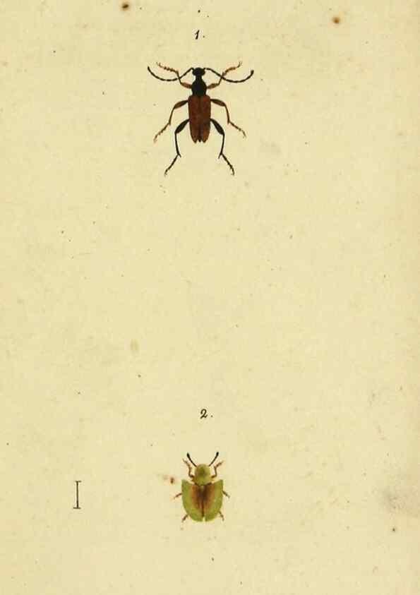 Reproducción/Reproduction 9604683287: Symbola faunae insectorum Helvetiae exhibentia vel species novas vel nondum depictas.. Basileae,typ. J. Georgii Neukirch,1822.