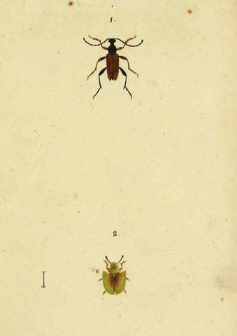 Reproducción/Reproduction 9604683287: Symbola faunae insectorum Helvetiae exhibentia vel species novas vel nondum depictas.. Basileae,typ. J. Georgii Neukirch,1822.