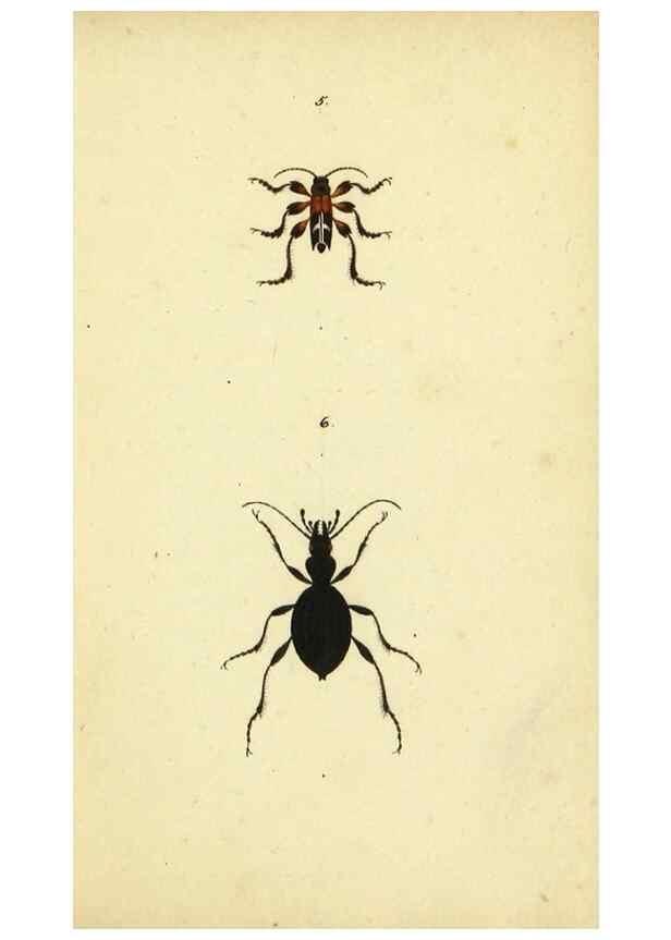 Reproducción/Reproduction 9604684667: Symbola faunae insectorum Helvetiae exhibentia vel species novas vel nondum depictas.. Basileae,typ. J. Georgii Neukirch,1822.