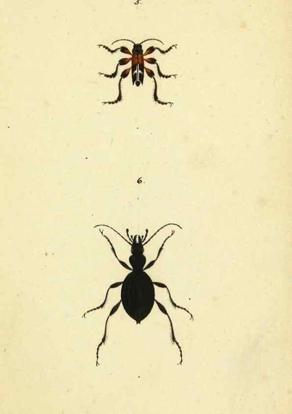 Reproducción/Reproduction 9604684667: Symbola faunae insectorum Helvetiae exhibentia vel species novas vel nondum depictas.. Basileae,typ. J. Georgii Neukirch,1822.