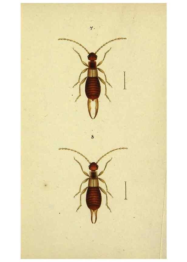 Reproducción/Reproduction 9607918642: Symbola faunae insectorum Helvetiae exhibentia vel species novas vel nondum depictas.. Basileae,typ. J. Georgii Neukirch,1822.