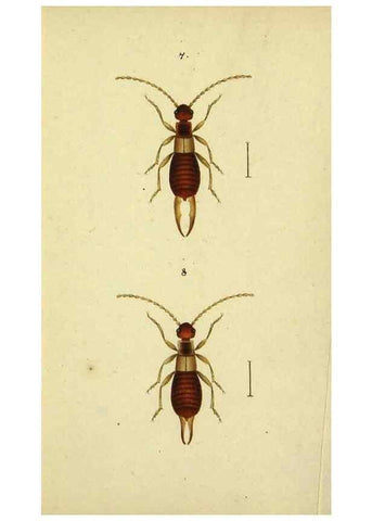 Reproducción/Reproduction 9607918642: Symbola faunae insectorum Helvetiae exhibentia vel species novas vel nondum depictas.. Basileae,typ. J. Georgii Neukirch,1822.