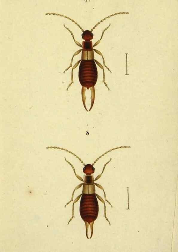 Reproducción/Reproduction 9607918642: Symbola faunae insectorum Helvetiae exhibentia vel species novas vel nondum depictas.. Basileae,typ. J. Georgii Neukirch,1822.