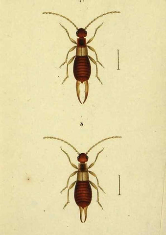 Reproducción/Reproduction 9607918642: Symbola faunae insectorum Helvetiae exhibentia vel species novas vel nondum depictas.. Basileae,typ. J. Georgii Neukirch,1822.