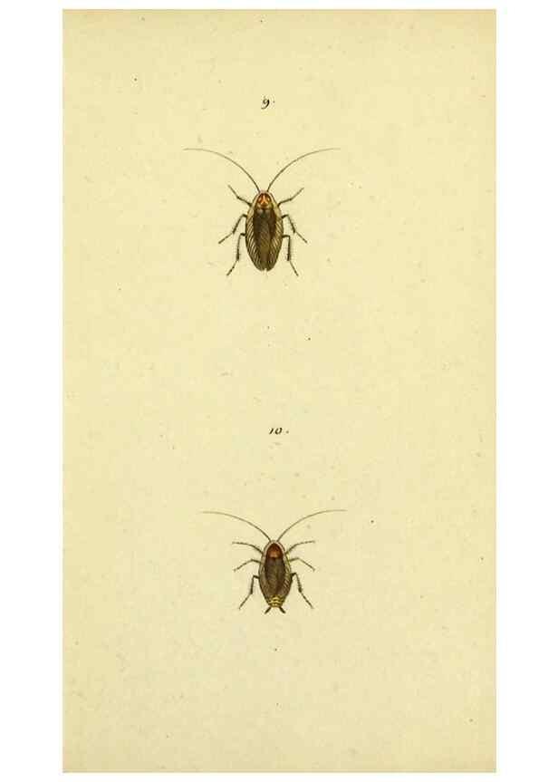 Reproducción/Reproduction 9604686047: Symbola faunae insectorum Helvetiae exhibentia vel species novas vel nondum depictas.. Basileae,typ. J. Georgii Neukirch,1822.