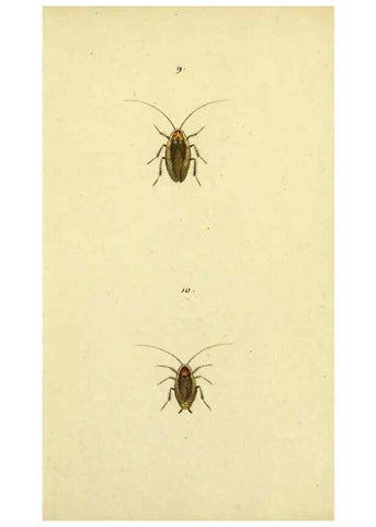 Reproducción/Reproduction 9604686047: Symbola faunae insectorum Helvetiae exhibentia vel species novas vel nondum depictas.. Basileae,typ. J. Georgii Neukirch,1822.