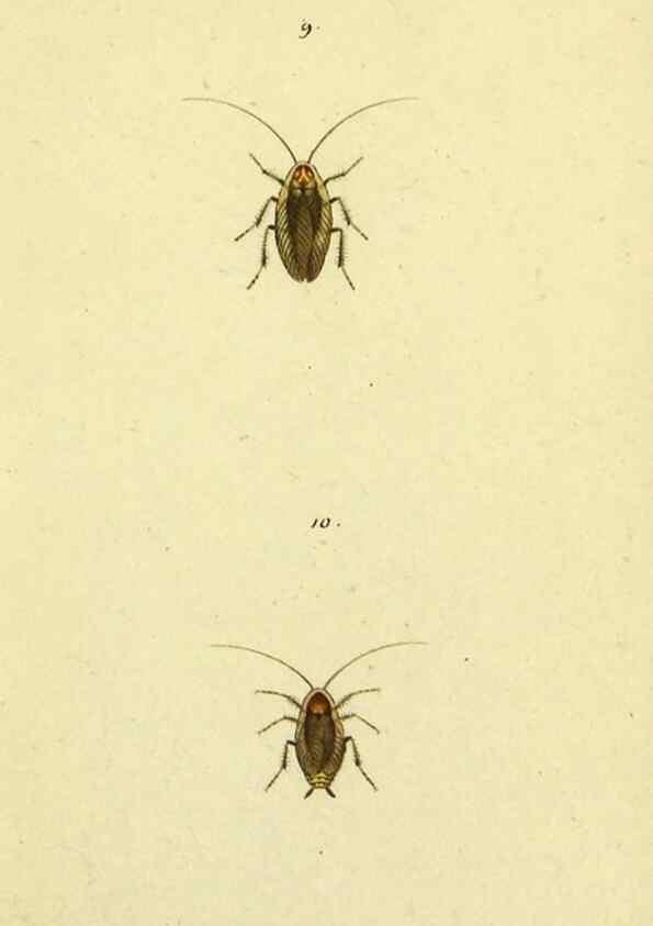 Reproducción/Reproduction 9604686047: Symbola faunae insectorum Helvetiae exhibentia vel species novas vel nondum depictas.. Basileae,typ. J. Georgii Neukirch,1822.