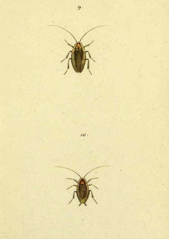 Reproducción/Reproduction 9604686047: Symbola faunae insectorum Helvetiae exhibentia vel species novas vel nondum depictas.. Basileae,typ. J. Georgii Neukirch,1822.