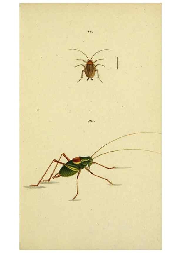 Reproducción/Reproduction 9607920048: Symbola faunae insectorum Helvetiae exhibentia vel species novas vel nondum depictas.. Basileae,typ. J. Georgii Neukirch,1822.