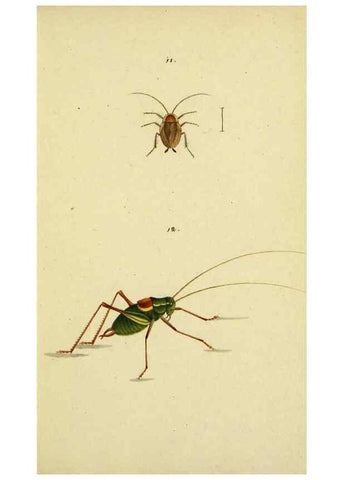 Reproducción/Reproduction 9607920048: Symbola faunae insectorum Helvetiae exhibentia vel species novas vel nondum depictas.. Basileae,typ. J. Georgii Neukirch,1822.