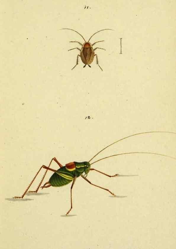 Reproducción/Reproduction 9607920048: Symbola faunae insectorum Helvetiae exhibentia vel species novas vel nondum depictas.. Basileae,typ. J. Georgii Neukirch,1822.