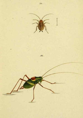 Reproducción/Reproduction 9607920048: Symbola faunae insectorum Helvetiae exhibentia vel species novas vel nondum depictas.. Basileae,typ. J. Georgii Neukirch,1822.