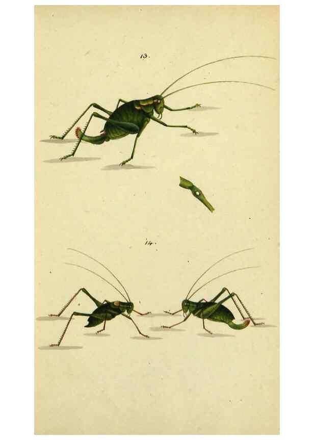 Reproducción/Reproduction 9604687511: Symbola faunae insectorum Helvetiae exhibentia vel species novas vel nondum depictas.. Basileae,typ. J. Georgii Neukirch,1822.