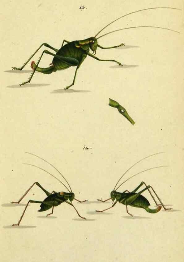 Reproducción/Reproduction 9604687511: Symbola faunae insectorum Helvetiae exhibentia vel species novas vel nondum depictas.. Basileae,typ. J. Georgii Neukirch,1822.