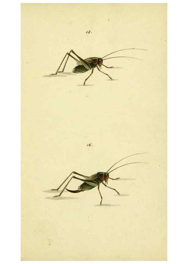 Reproducción/Reproduction 9604688261: Symbola faunae insectorum Helvetiae exhibentia vel species novas vel nondum depictas.. Basileae,typ. J. Georgii Neukirch,1822.