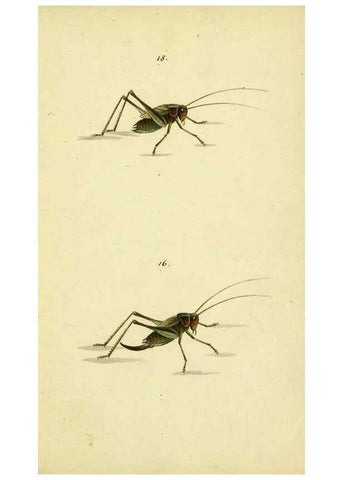 Reproducción/Reproduction 9604688261: Symbola faunae insectorum Helvetiae exhibentia vel species novas vel nondum depictas.. Basileae,typ. J. Georgii Neukirch,1822.