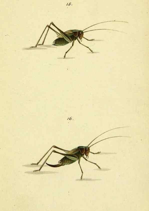 Reproducción/Reproduction 9604688261: Symbola faunae insectorum Helvetiae exhibentia vel species novas vel nondum depictas.. Basileae,typ. J. Georgii Neukirch,1822.