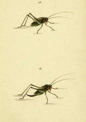 Reproducción/Reproduction 9604688261: Symbola faunae insectorum Helvetiae exhibentia vel species novas vel nondum depictas.. Basileae,typ. J. Georgii Neukirch,1822.