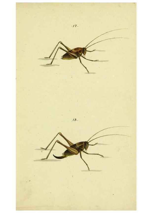 Reproducción/Reproduction 9607922246: Symbola faunae insectorum Helvetiae exhibentia vel species novas vel nondum depictas.. Basileae,typ. J. Georgii Neukirch,1822.