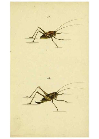 Reproducción/Reproduction 9607922246: Symbola faunae insectorum Helvetiae exhibentia vel species novas vel nondum depictas.. Basileae,typ. J. Georgii Neukirch,1822.