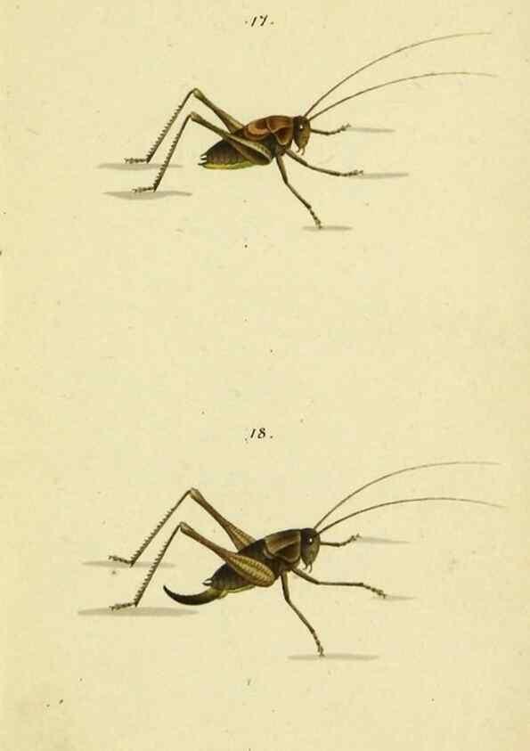 Reproducción/Reproduction 9607922246: Symbola faunae insectorum Helvetiae exhibentia vel species novas vel nondum depictas.. Basileae,typ. J. Georgii Neukirch,1822.