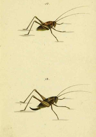 Reproducción/Reproduction 9607922246: Symbola faunae insectorum Helvetiae exhibentia vel species novas vel nondum depictas.. Basileae,typ. J. Georgii Neukirch,1822.