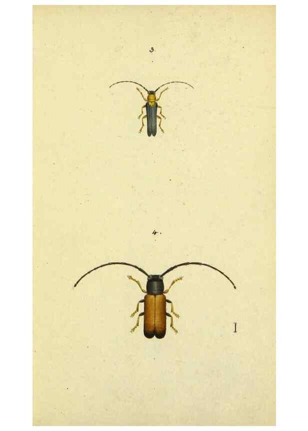Reproducción/Reproduction 9604683987: Symbola faunae insectorum Helvetiae exhibentia vel species novas vel nondum depictas.. Basileae,typ. J. Georgii Neukirch,1822.