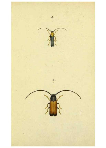 Reproducción/Reproduction 9604683987: Symbola faunae insectorum Helvetiae exhibentia vel species novas vel nondum depictas.. Basileae,typ. J. Georgii Neukirch,1822.