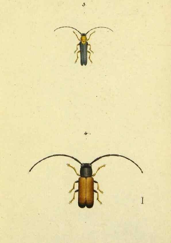 Reproducción/Reproduction 9604683987: Symbola faunae insectorum Helvetiae exhibentia vel species novas vel nondum depictas.. Basileae,typ. J. Georgii Neukirch,1822.