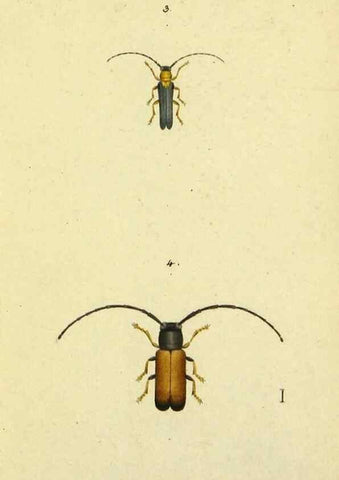 Reproducción/Reproduction 9604683987: Symbola faunae insectorum Helvetiae exhibentia vel species novas vel nondum depictas.. Basileae,typ. J. Georgii Neukirch,1822.