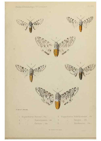 Reproducción/Reproduction 9607809768: Études d'entomologie :. Rennes :Imprimerie Oberthür,[1876]-1902.
